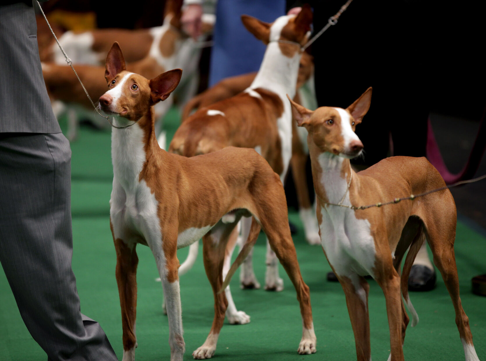 Dog Show